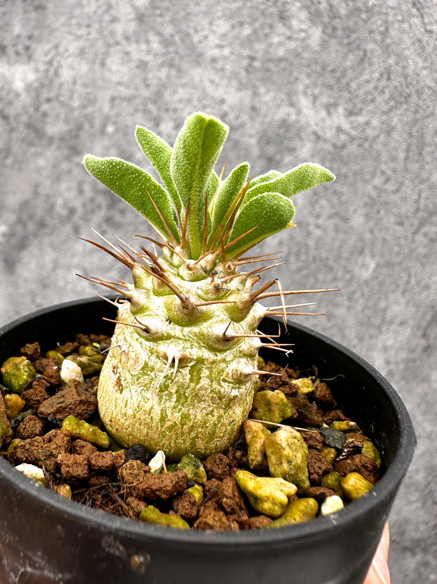 【現品限り】パキポディウム・ナマクアナム 光堂 実生【I19】 Pachypodium namaquanum