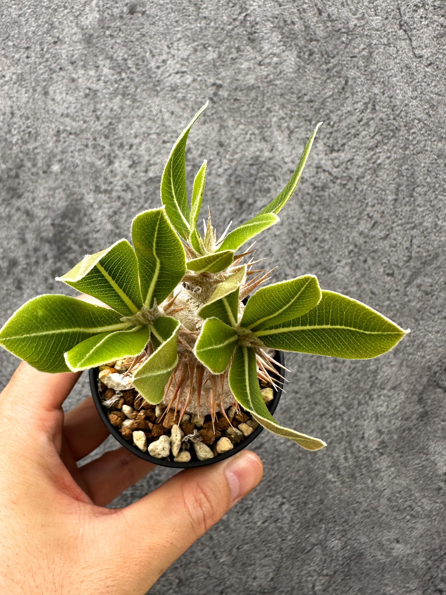 パキポディウム・デンシフローラム 長期実生【I1】 Pachypodium