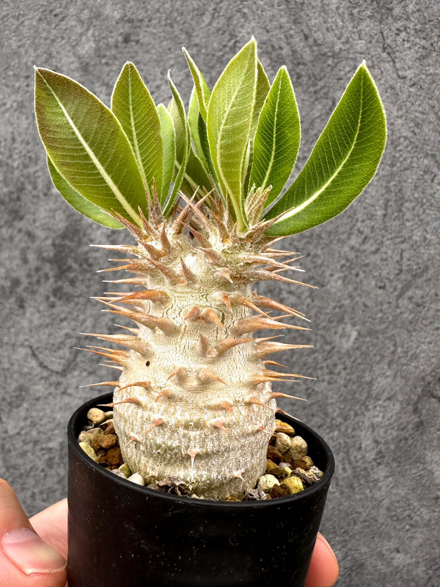 パキポディウム・デンシフローラム 長期実生【I1】 Pachypodium