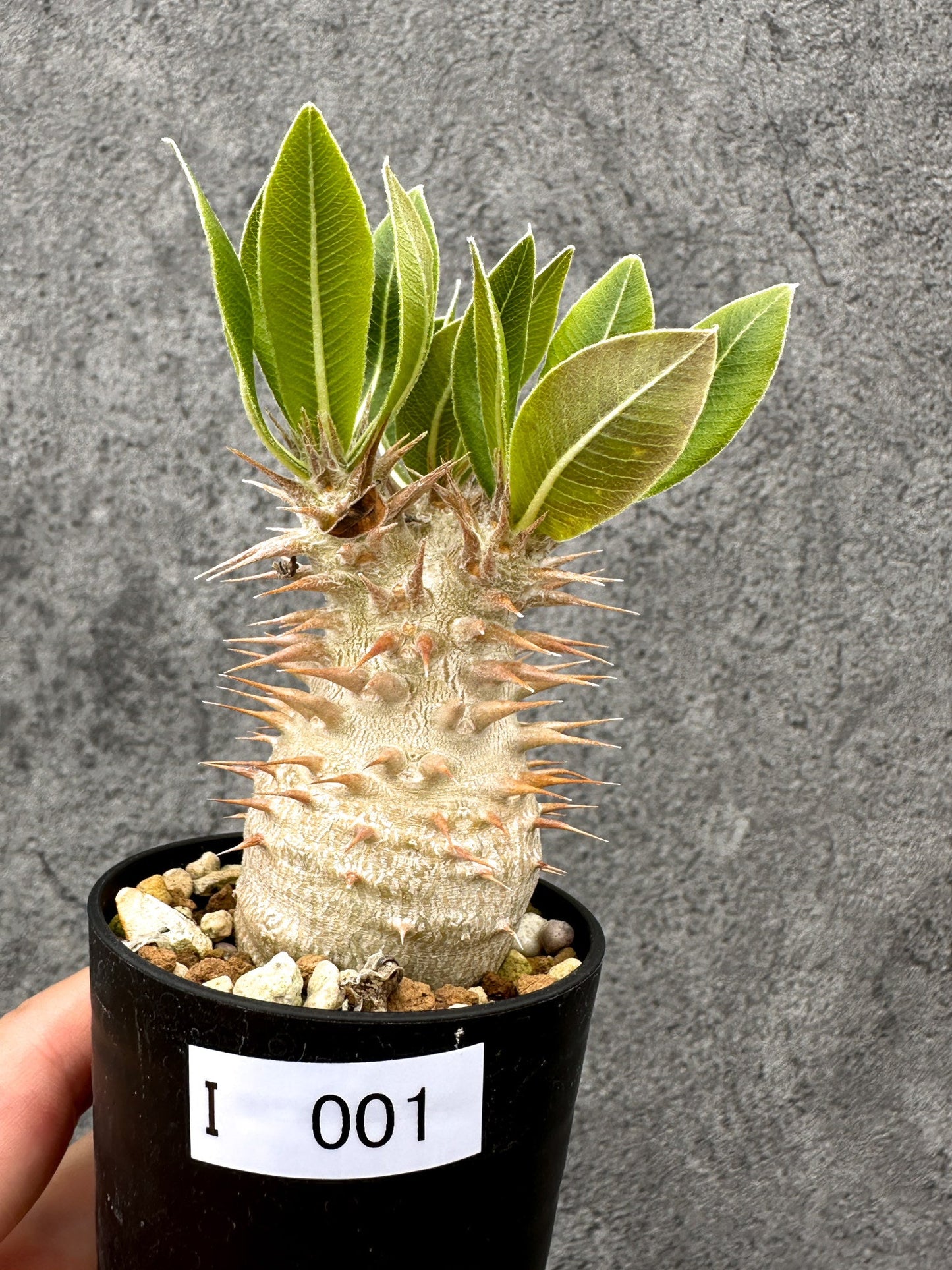 【現品限り】パキポディウム・デンシフローラム 長期実生【I1】 Pachypodium densiflorum