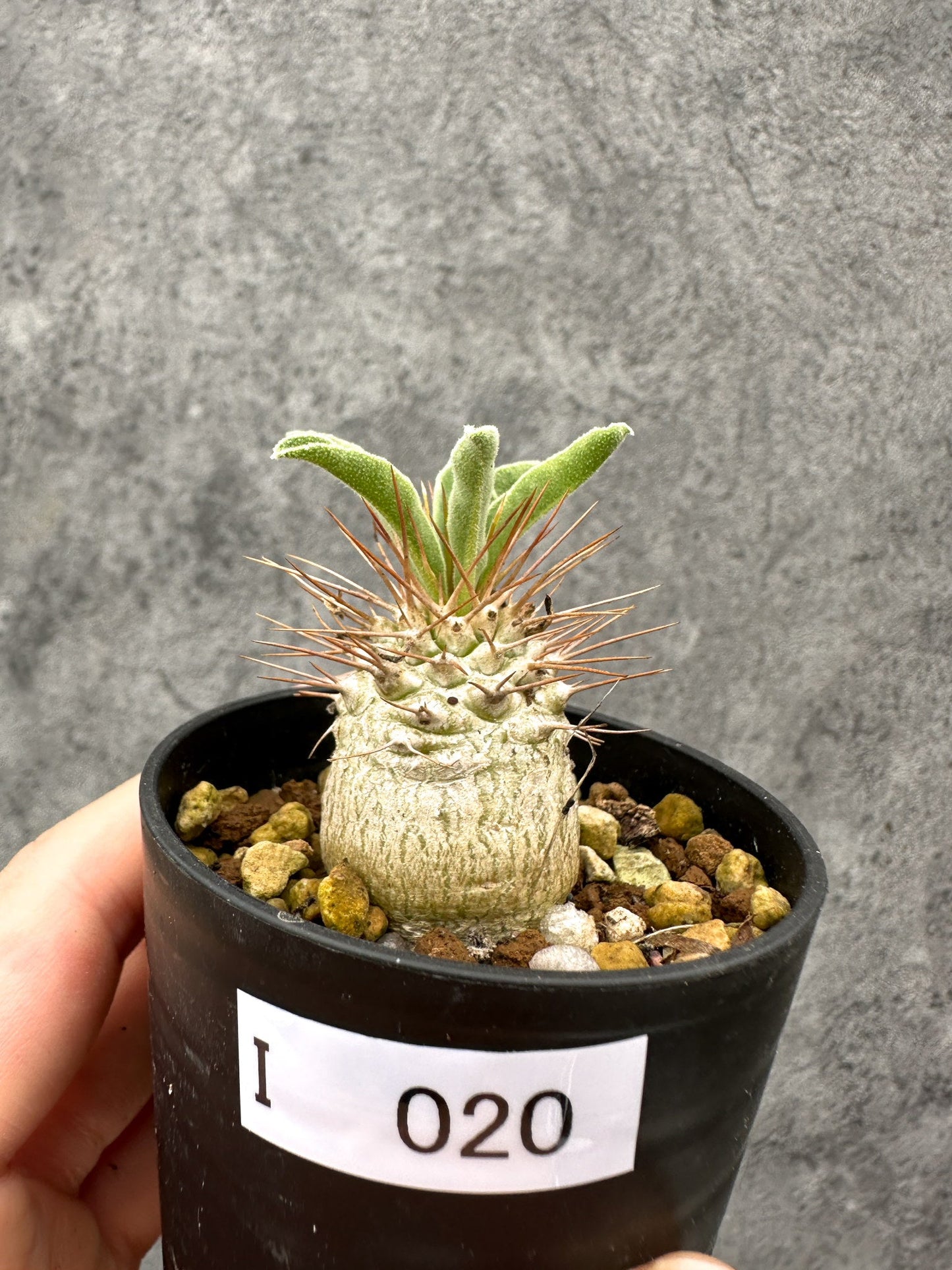 【現品限り】パキポディウム・ナマクアナム 光堂 実生【I20】 Pachypodium namaquanum