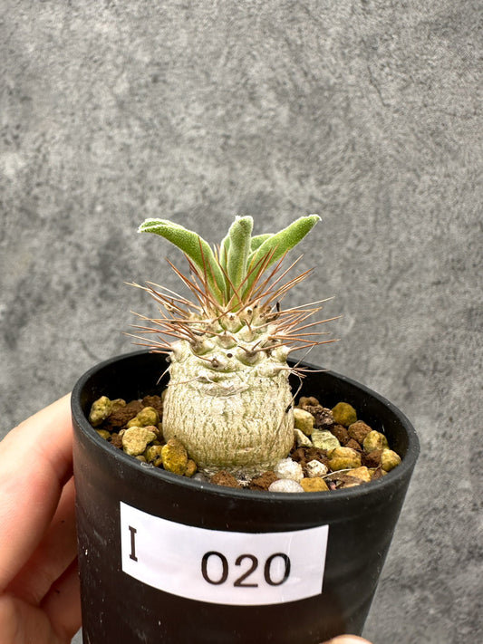 【現品限り】パキポディウム・ナマクアナム 光堂 実生【I20】 Pachypodium namaquanum