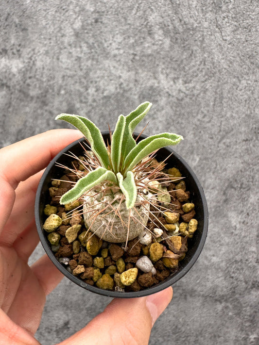 【現品限り】パキポディウム・ナマクアナム 光堂 実生【I20】 Pachypodium namaquanum