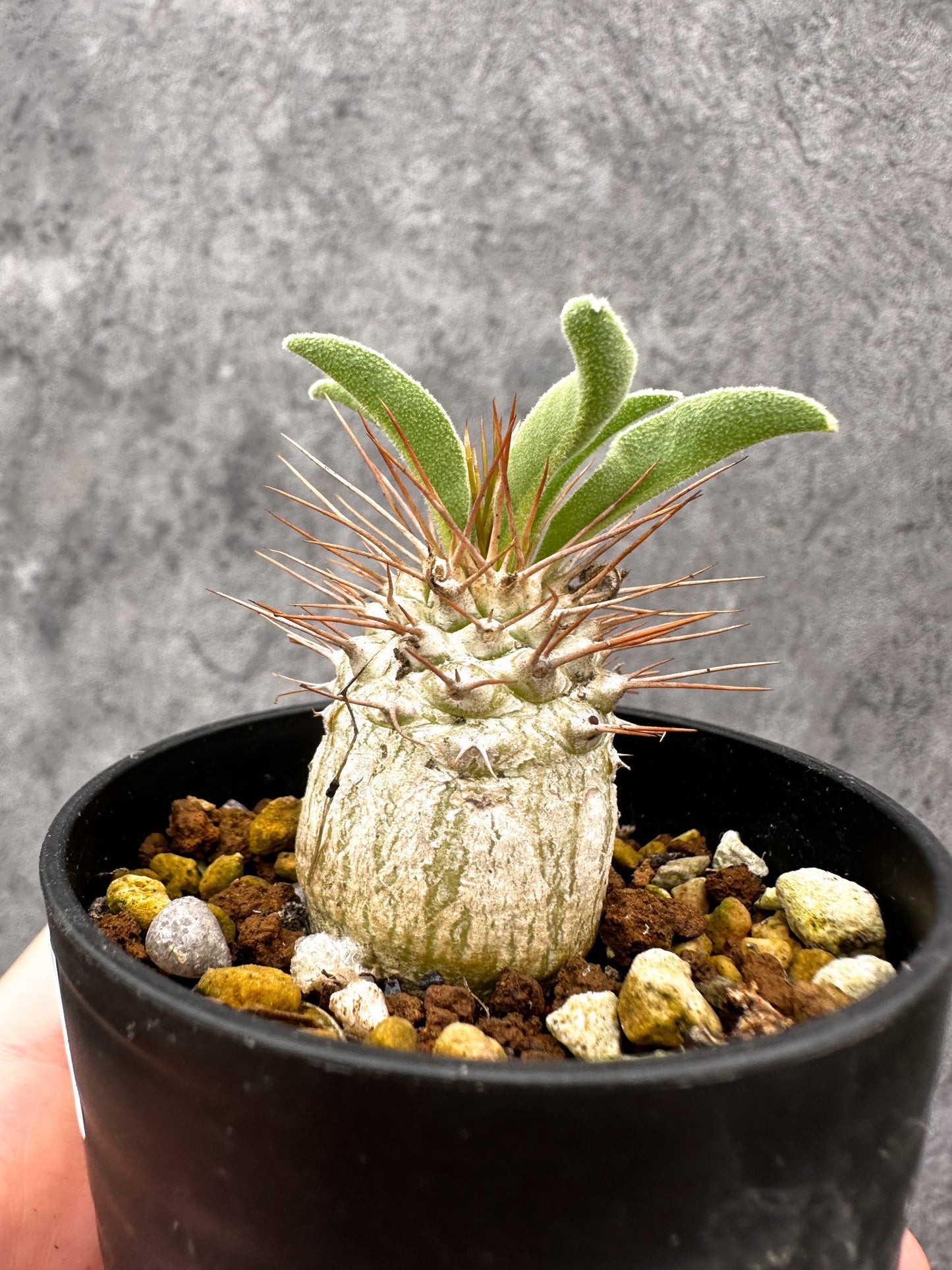 【現品限り】パキポディウム・ナマクアナム 光堂 実生【I20】 Pachypodium namaquanum