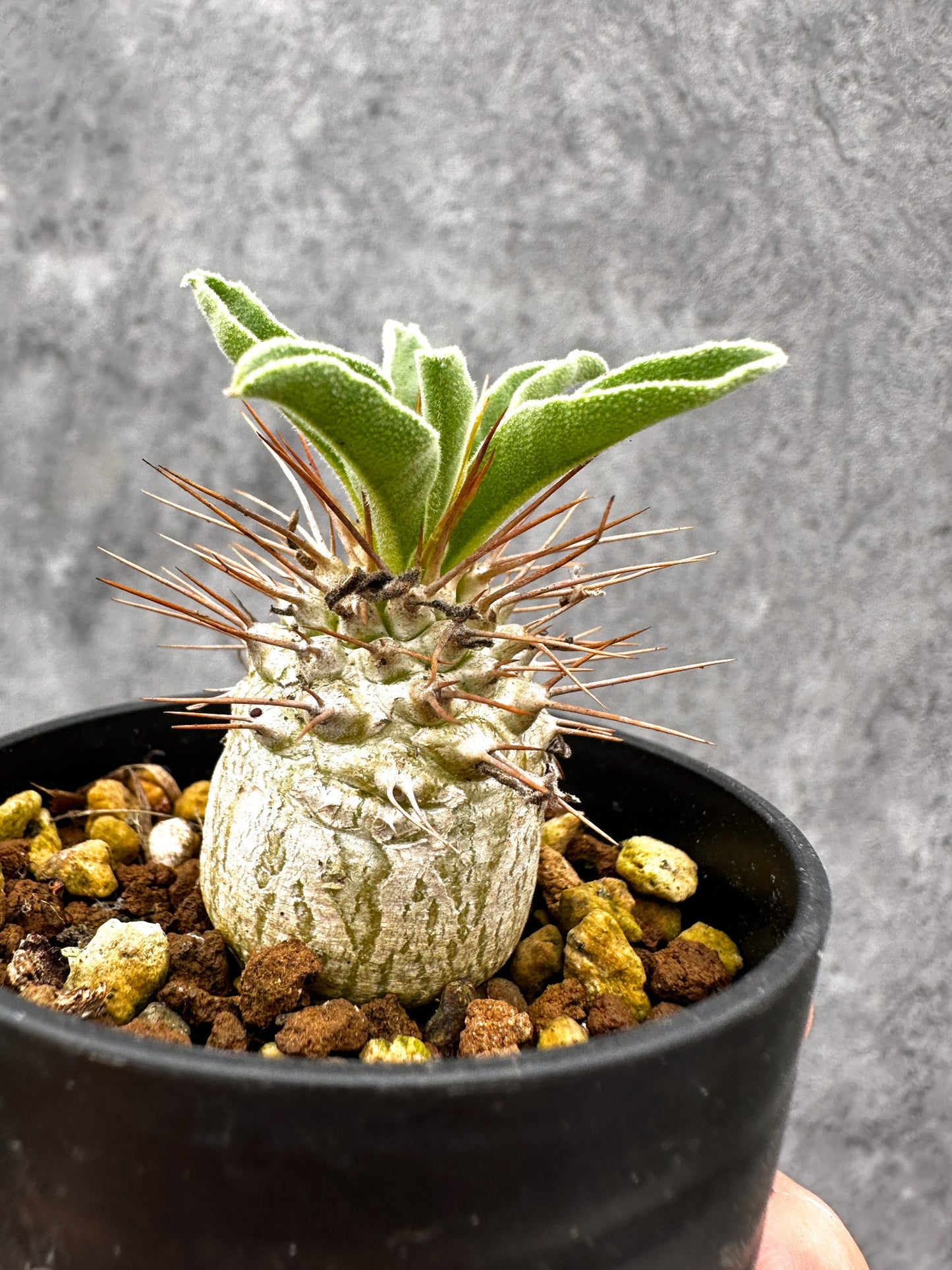 【現品限り】パキポディウム・ナマクアナム 光堂 実生【I20】 Pachypodium namaquanum
