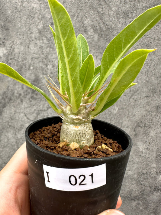 【現品限り】パキポディウム・レアリー 実生【I21】 Pachypodium lealii