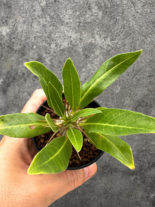 【現品限り】パキポディウム・レアリー 実生【I21】 Pachypodium lealii