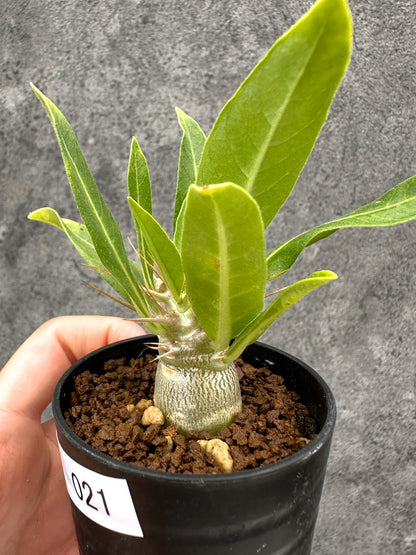 【現品限り】パキポディウム・レアリー 実生【I21】 Pachypodium lealii