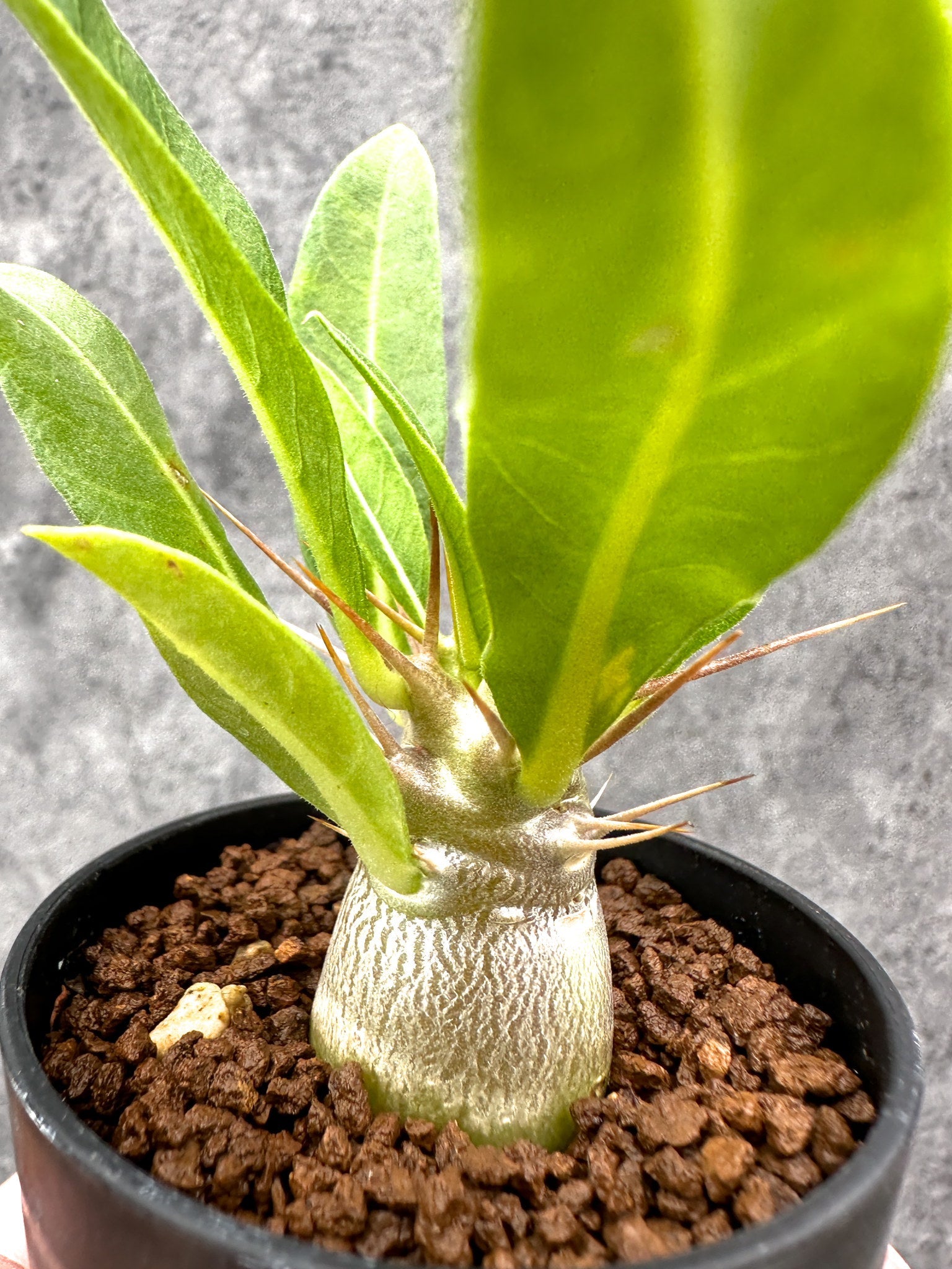 パキポディウム・レアリー 実生【I21】 Pachypodium lealii 塊根植物