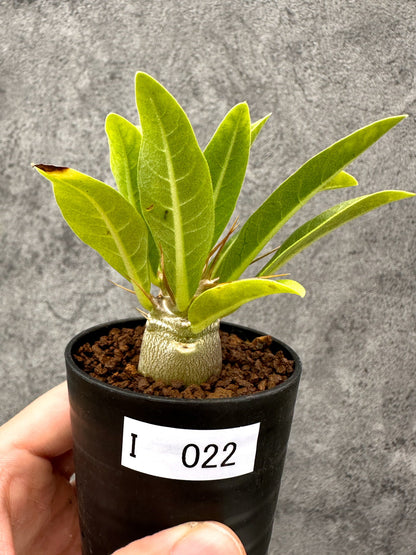 【現品限り】パキポディウム・レアリー 実生【I22】 Pachypodium lealii