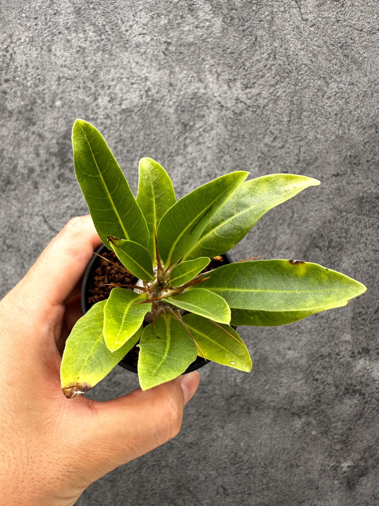 パキポディウム・レアリー 実生【I22】 Pachypodium lealii 塊根植物