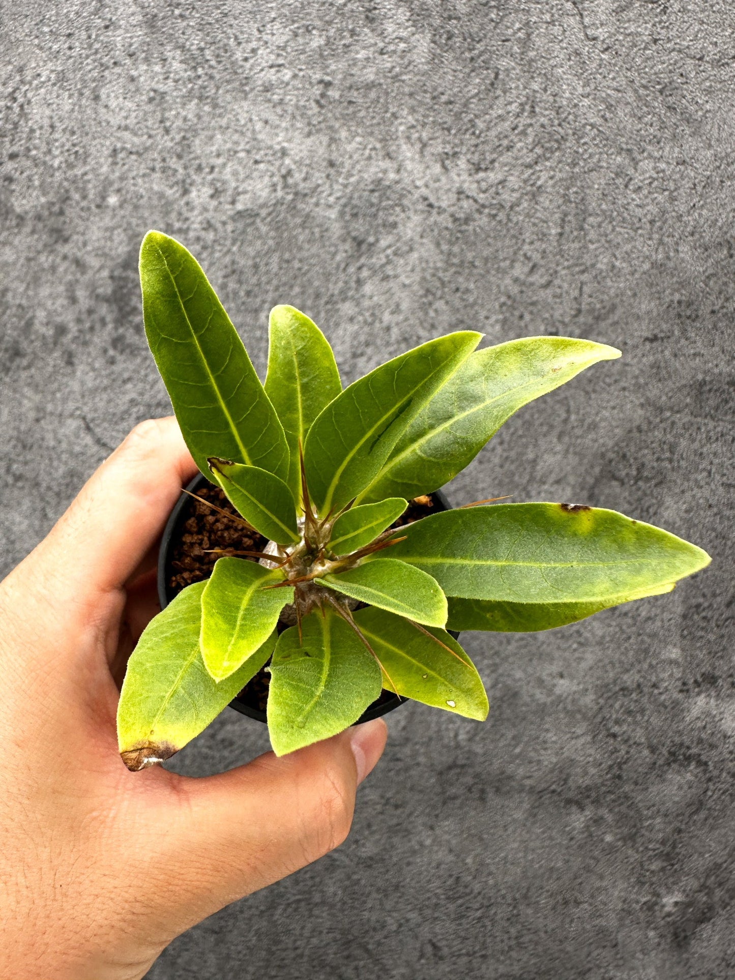 【現品限り】パキポディウム・レアリー 実生【I22】 Pachypodium lealii