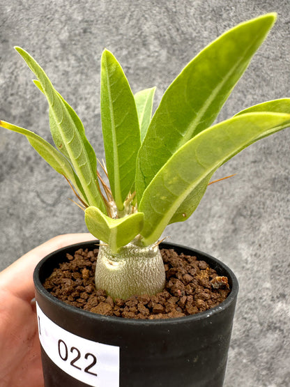 【現品限り】パキポディウム・レアリー 実生【I22】 Pachypodium lealii