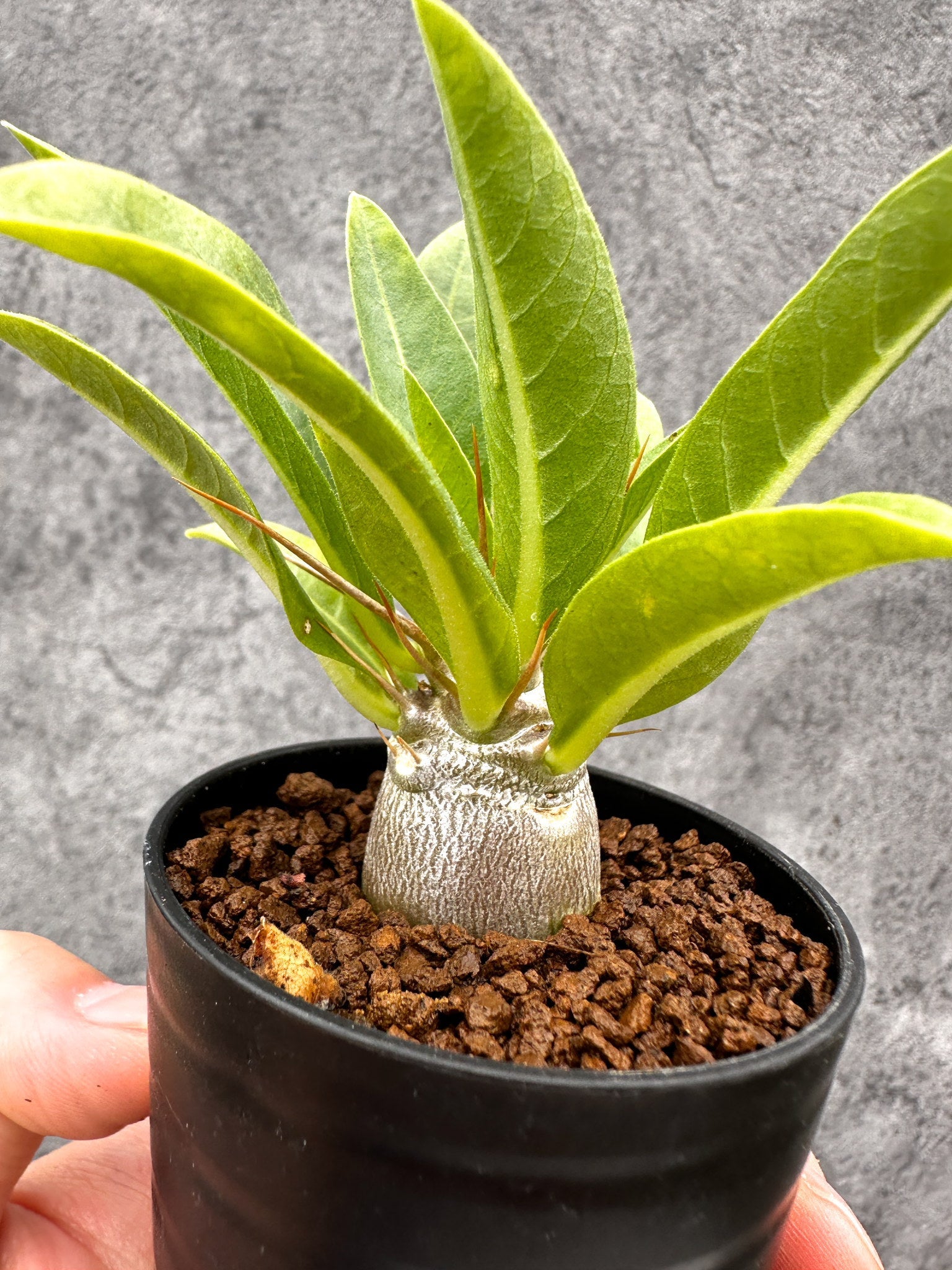 パキポディウム レアリー　実生 パキポディウム・レアリー 実生【I22】 Pachypodium lealii 塊根植物