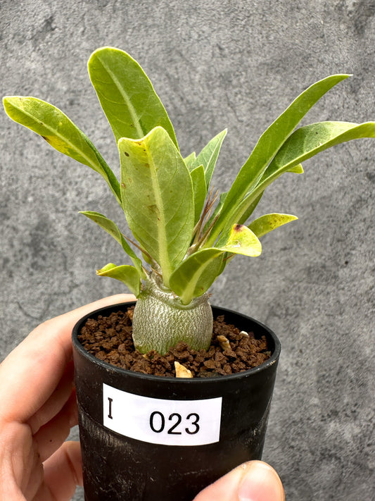 【現品限り】パキポディウム・レアリー 実生【I23】 Pachypodium lealii