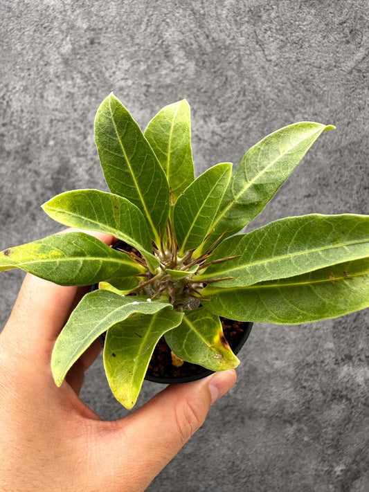 【現品限り】パキポディウム・レアリー 実生【I23】 Pachypodium lealii