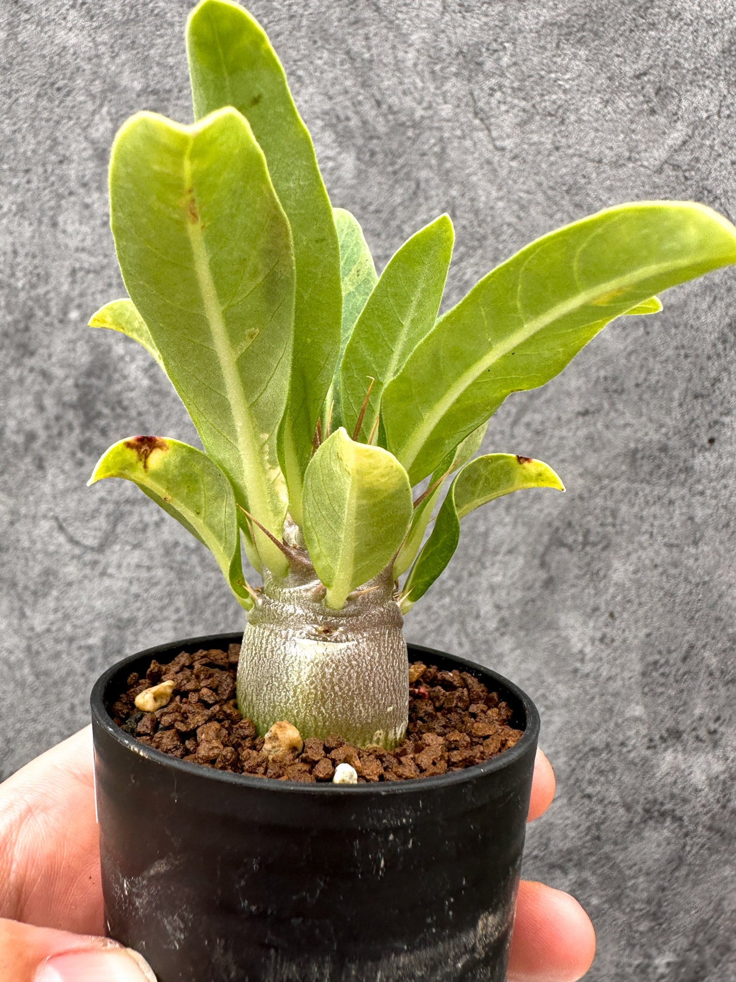 【現品限り】パキポディウム・レアリー 実生【I23】 Pachypodium lealii