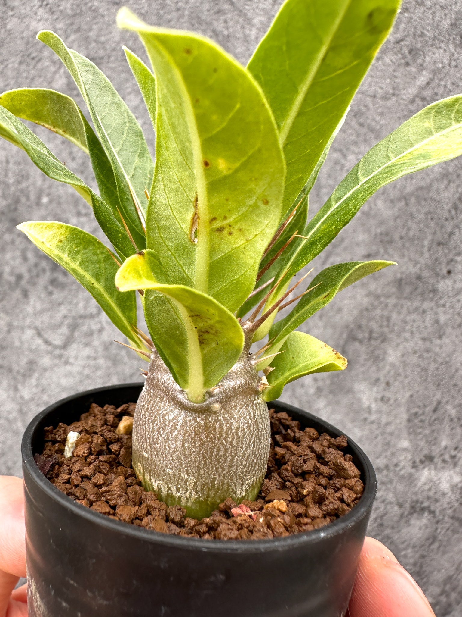 パキポディウム・レアリー 実生【I23】 Pachypodium lealii 塊根植物