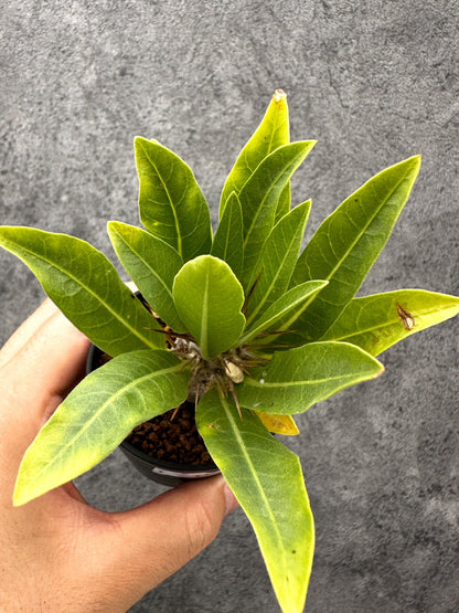 【現品限り】パキポディウム・レアリー 実生【I24】 Pachypodium lealii
