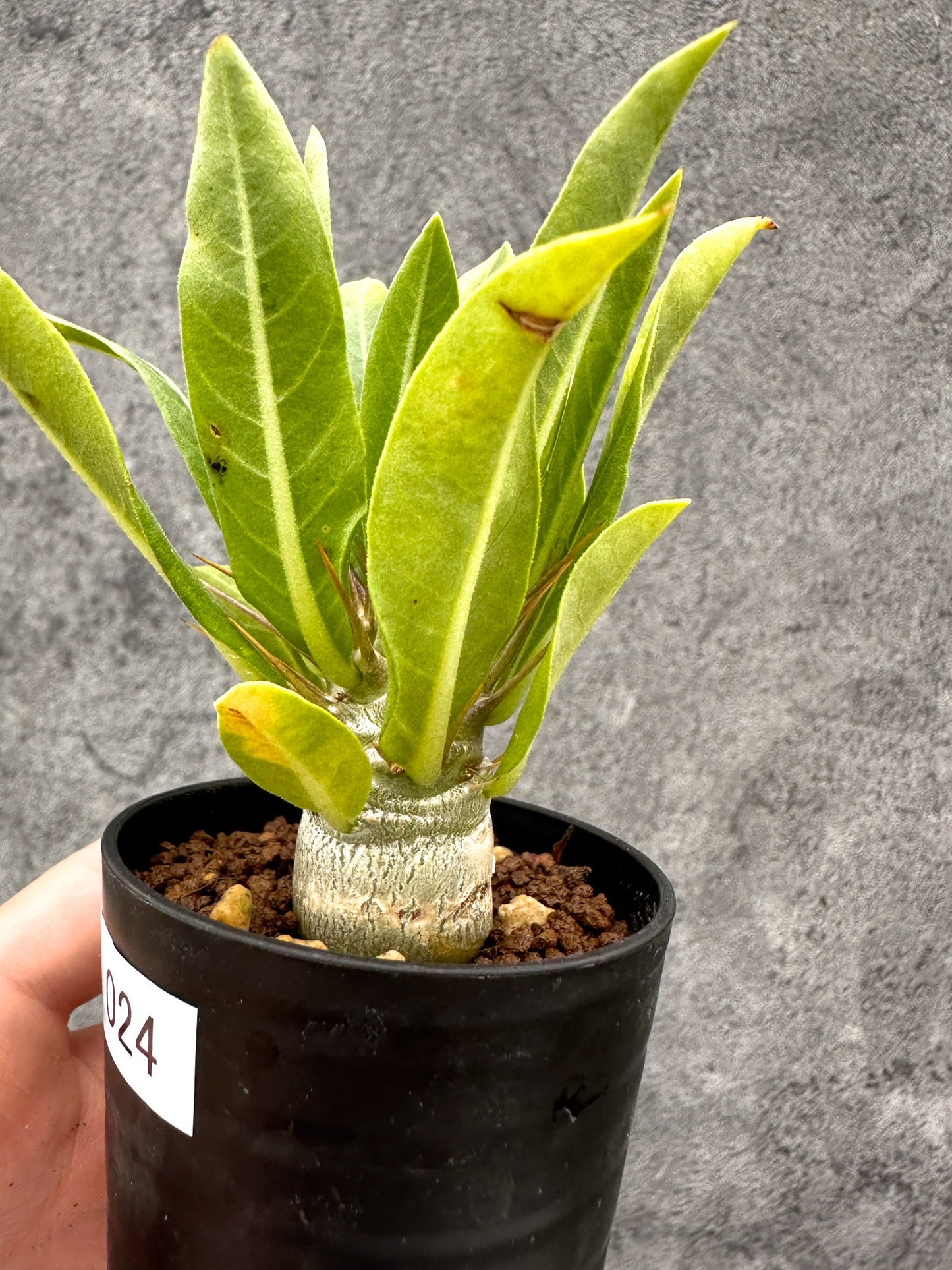 【現品限り】パキポディウム・レアリー 実生【I24】 Pachypodium lealii