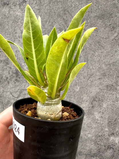 【現品限り】パキポディウム・レアリー 実生【I24】 Pachypodium lealii
