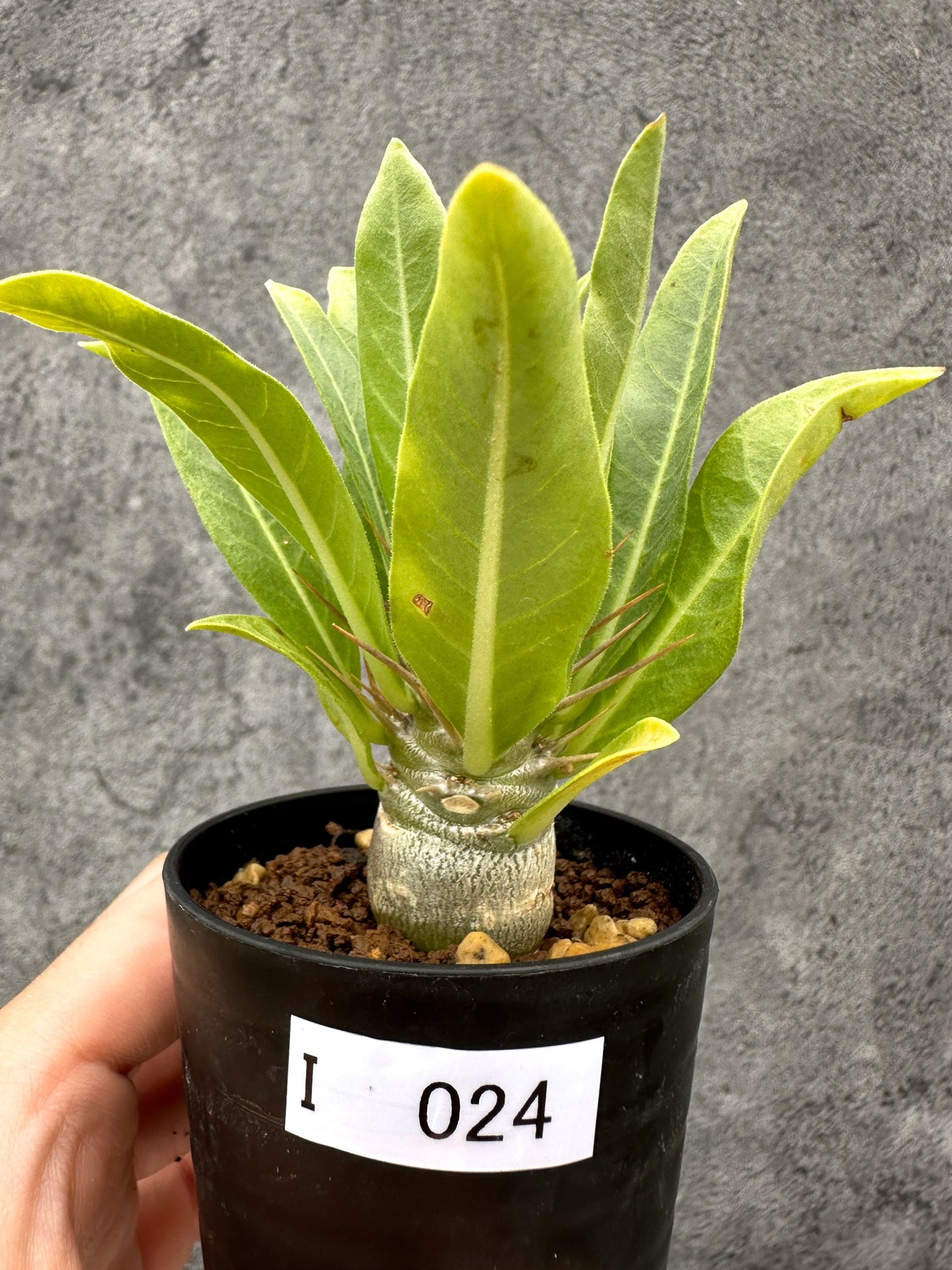 【現品限り】パキポディウム・レアリー 実生【I24】 Pachypodium lealii
