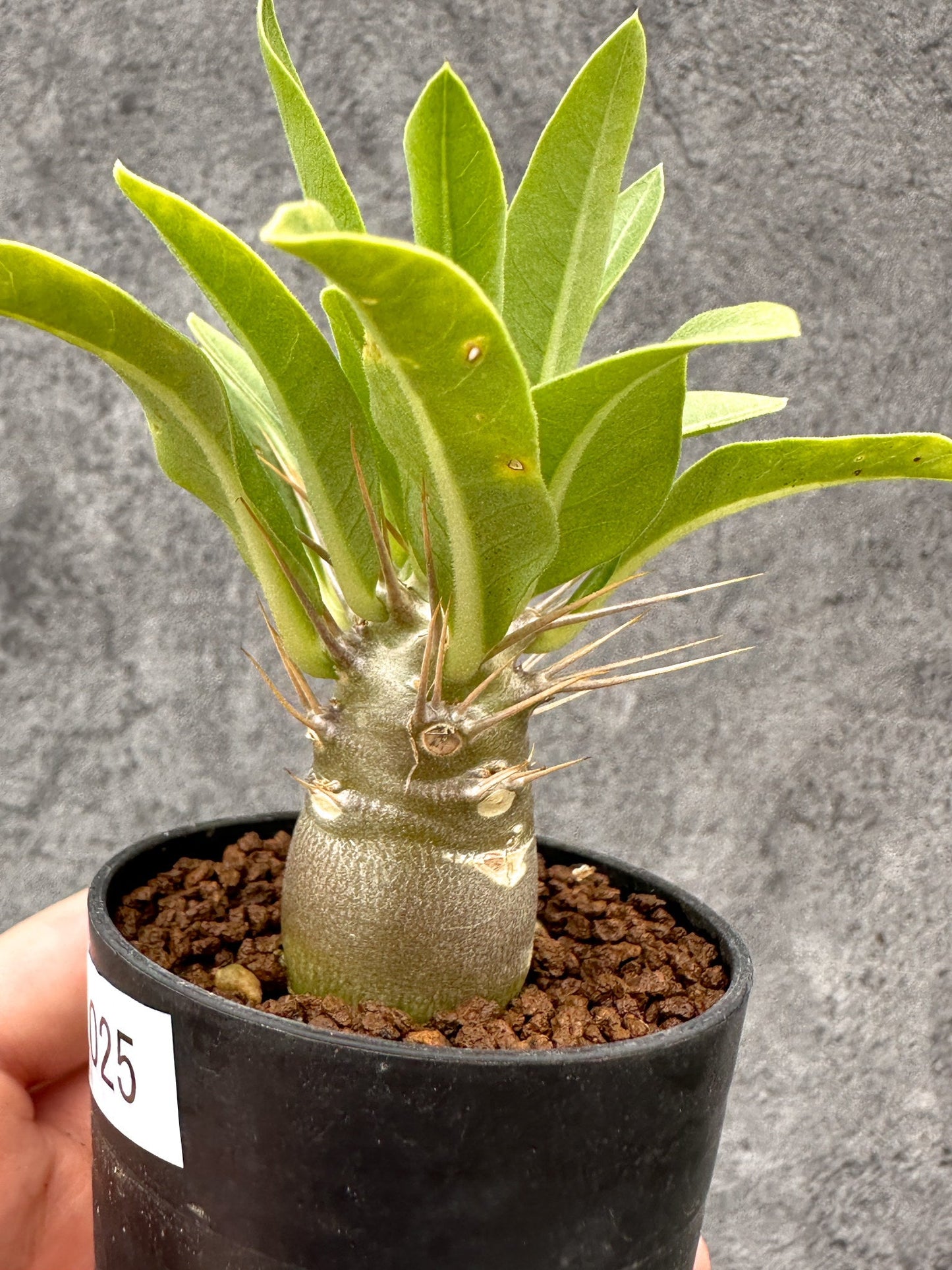 【現品限り】パキポディウム・レアリー 実生【I25】 Pachypodium lealii