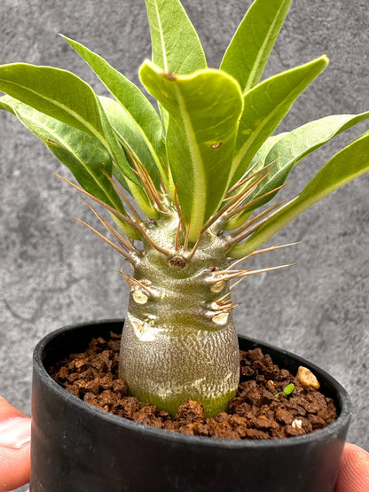 【現品限り】パキポディウム・レアリー 実生【I25】 Pachypodium lealii