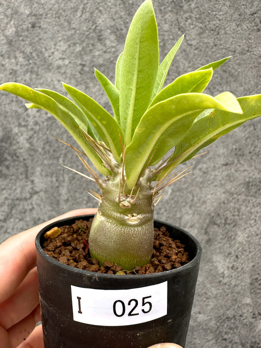 【現品限り】パキポディウム・レアリー 実生【I25】 Pachypodium lealii