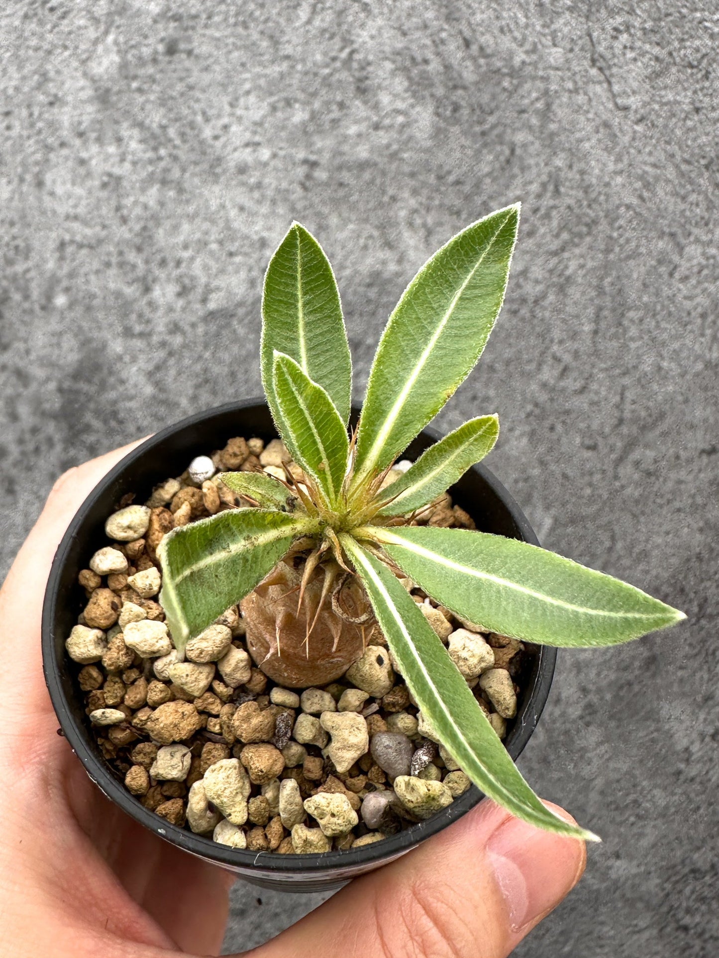 【現品限り】パキポディウム・マカイエンセ 実生【I26】 Pachypodium makayense