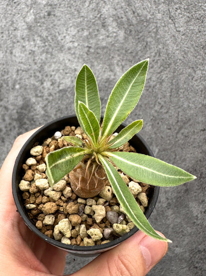 【現品限り】パキポディウム・マカイエンセ 実生【I26】 Pachypodium makayense