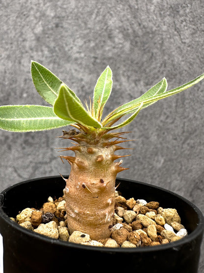 【現品限り】パキポディウム・マカイエンセ 実生【I26】 Pachypodium makayense