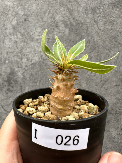 【現品限り】パキポディウム・マカイエンセ 実生【I26】 Pachypodium makayense