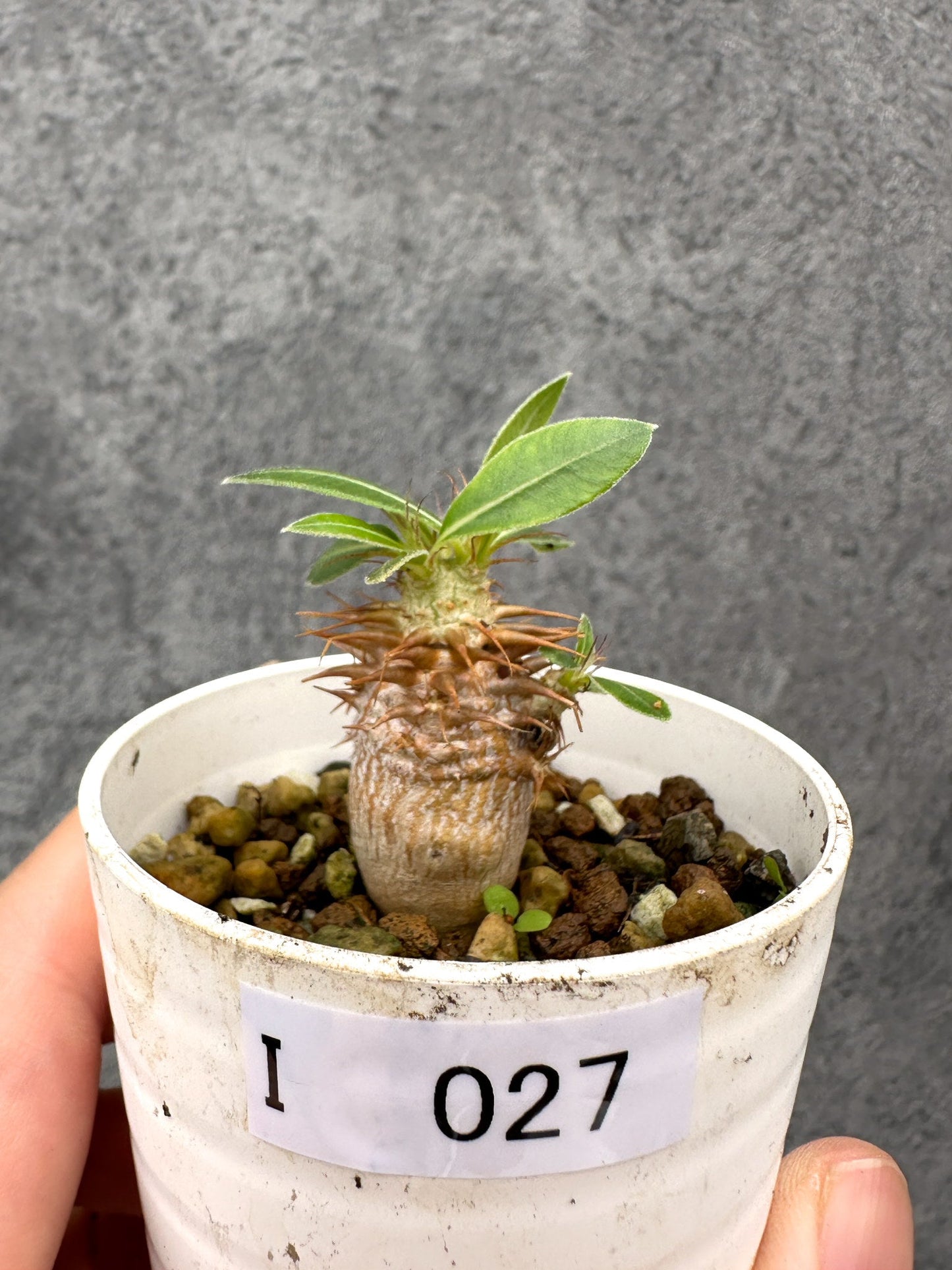【現品限り】パキポディウム・マカイエンセ 実生【I27】 Pachypodium makayense