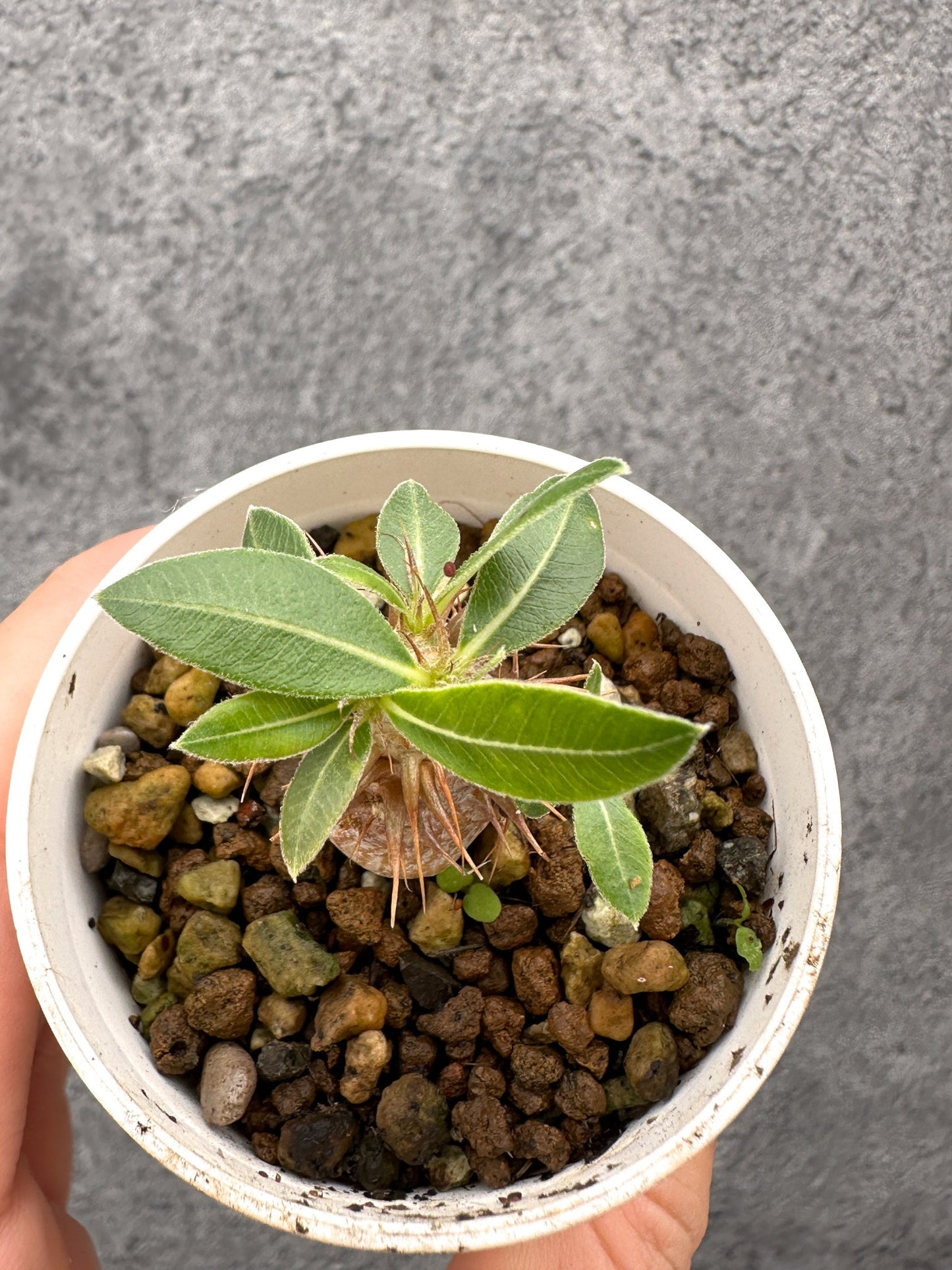 【現品限り】パキポディウム・マカイエンセ 実生【I27】 Pachypodium makayense