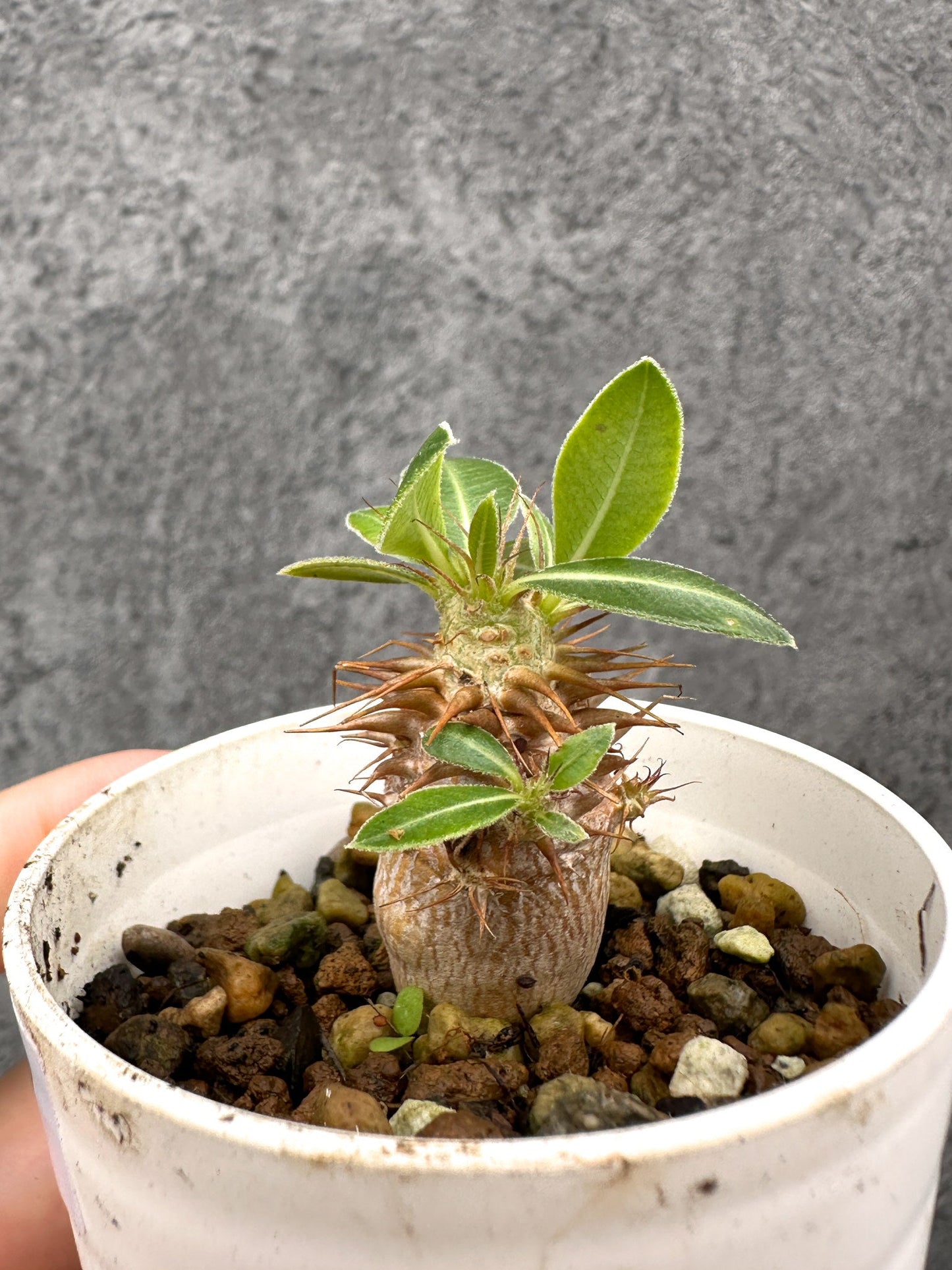 【現品限り】パキポディウム・マカイエンセ 実生【I27】 Pachypodium makayense