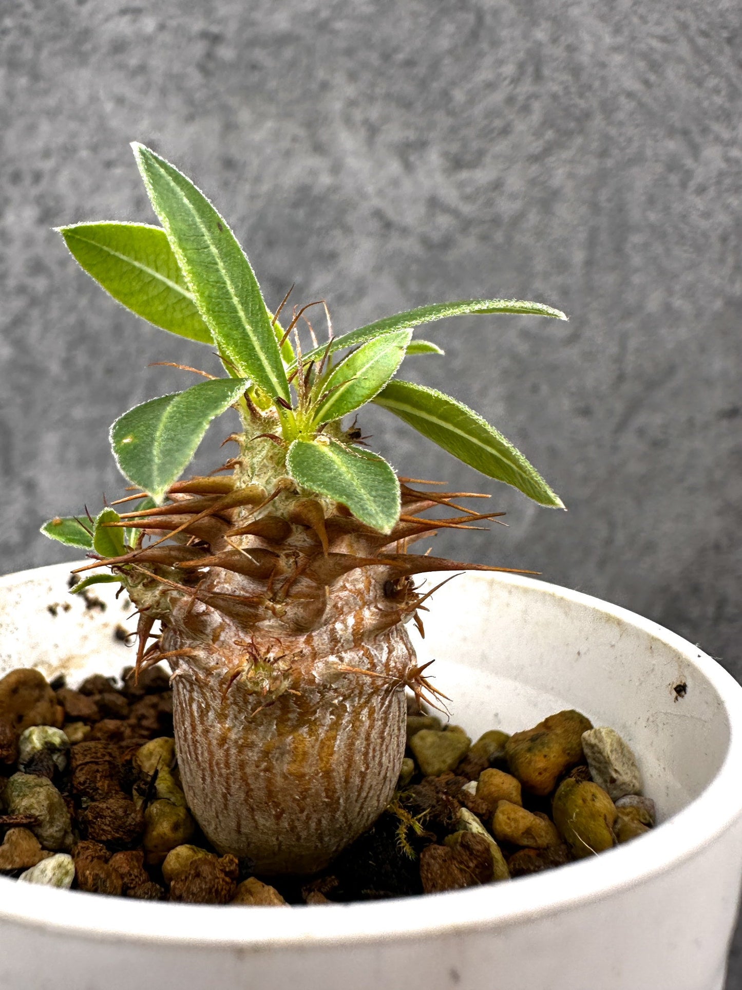 【現品限り】パキポディウム・マカイエンセ 実生【I27】 Pachypodium makayense