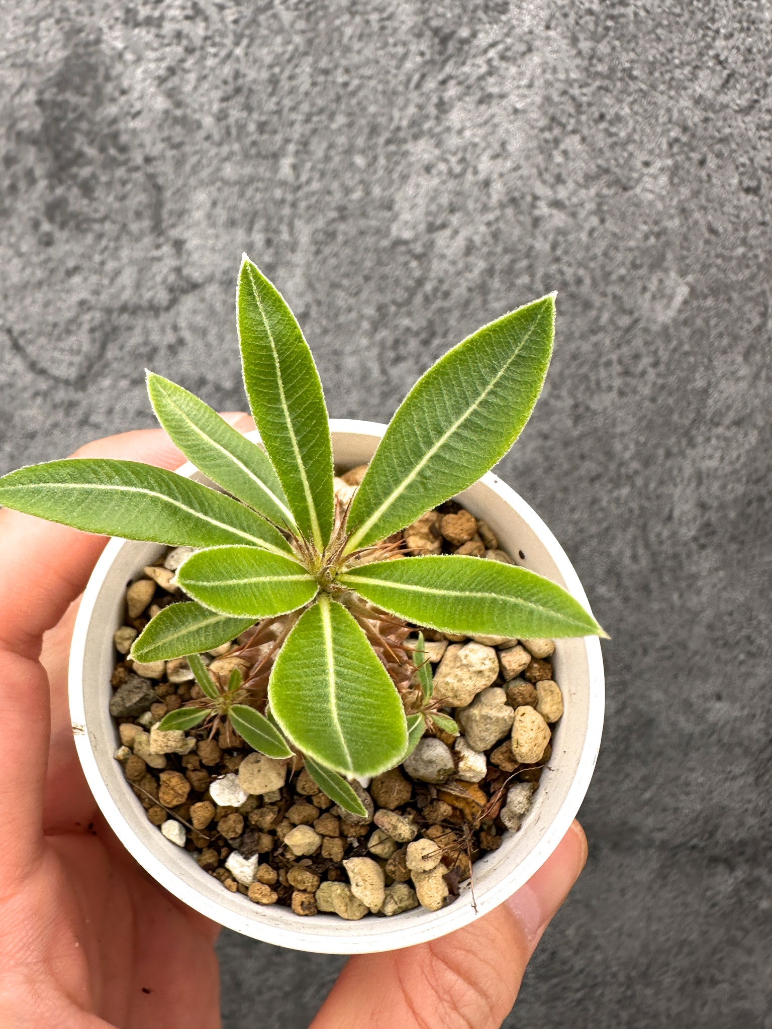 パキポディウム・マカイエンセ 実生【I28】 Pachypodium makayense
