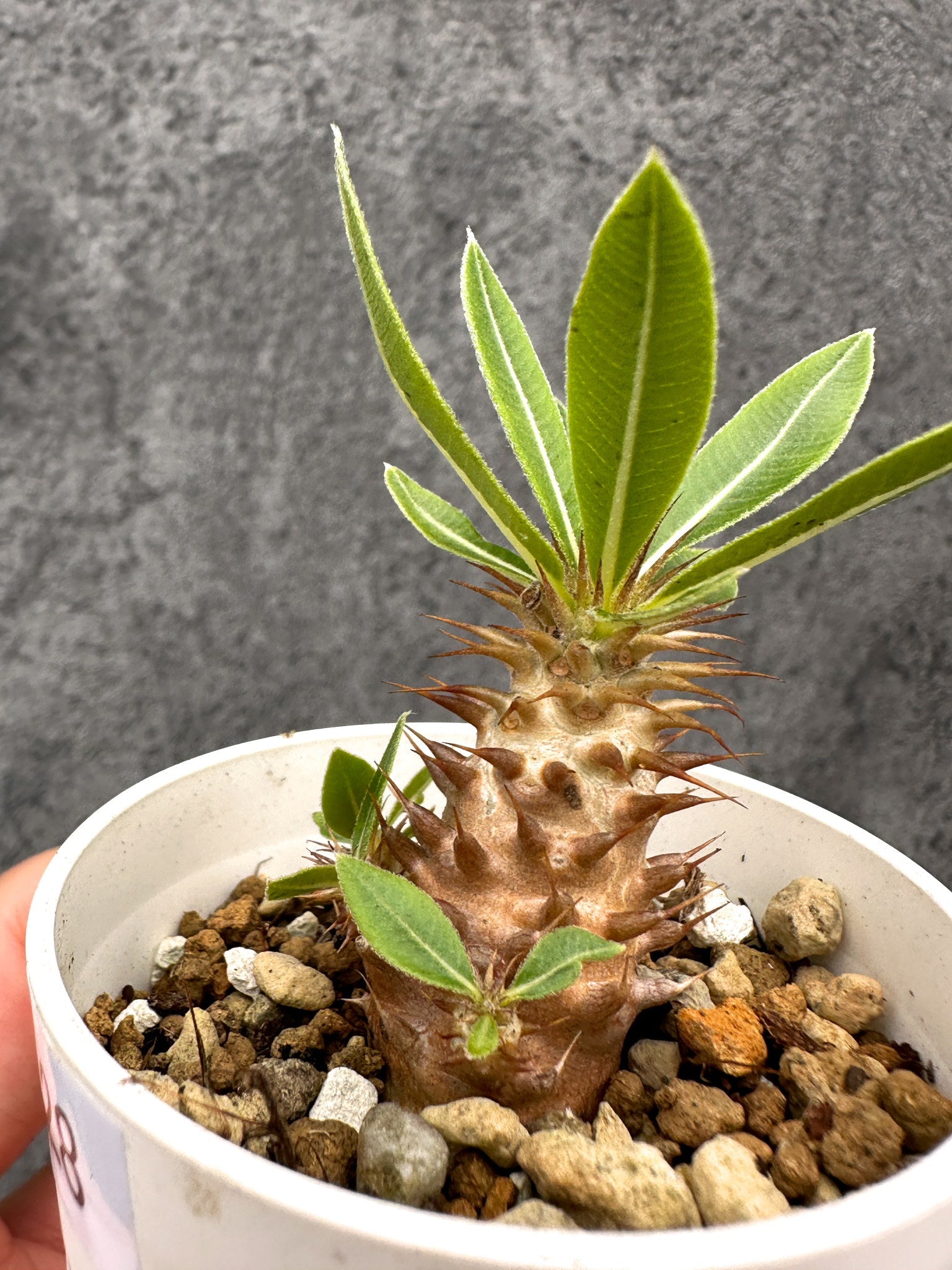 パキポディウム・マカイエンセ 実生【I28】 Pachypodium makayense