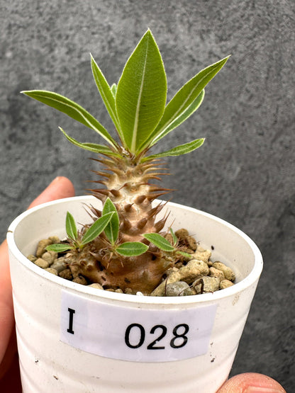 【現品限り】パキポディウム・マカイエンセ 実生【I28】 Pachypodium makayense