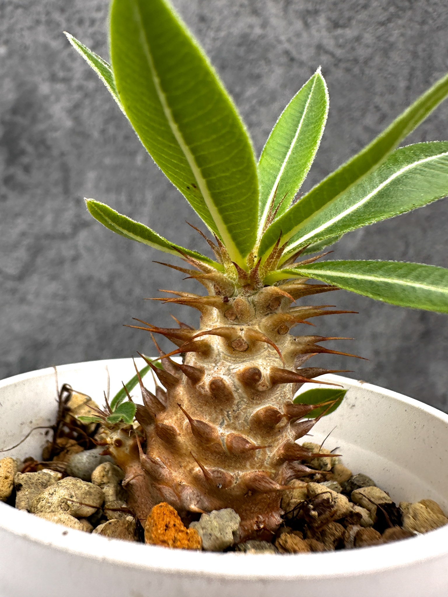 パキポディウム・マカイエンセ 実生【I28】 Pachypodium makayense