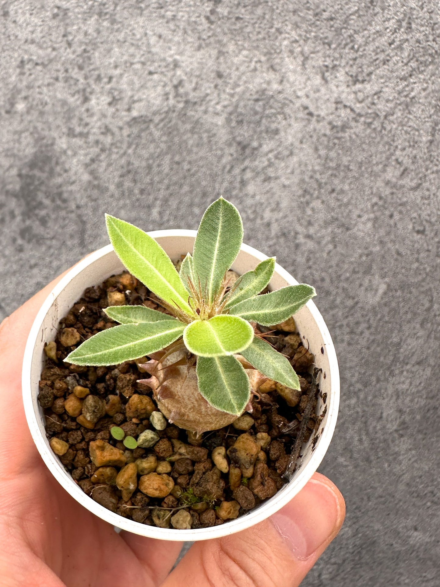 【現品限り】パキポディウム・マカイエンセ 実生【I29】 Pachypodium makayense