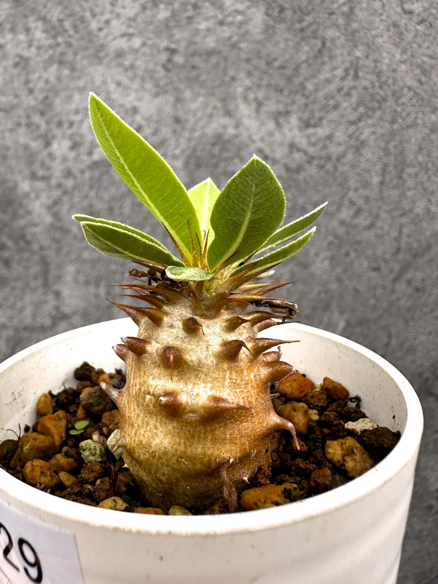 パキポディウム・マカイエンセ 実生【I29】 Pachypodium makayense