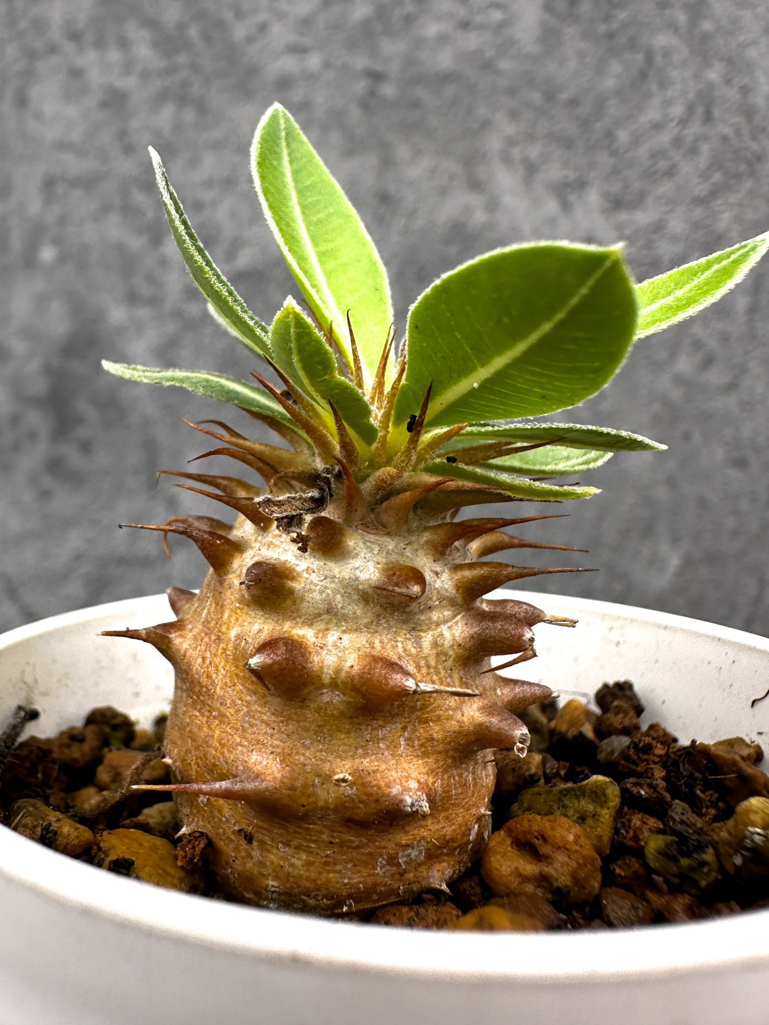 パキポディウム・マカイエンセ 実生【I29】 Pachypodium makayense
