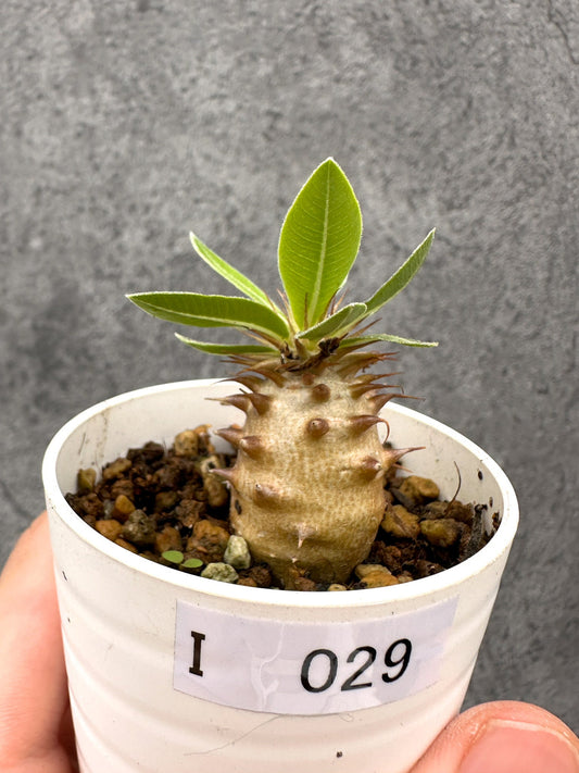 【現品限り】パキポディウム・マカイエンセ 実生【I29】 Pachypodium makayense