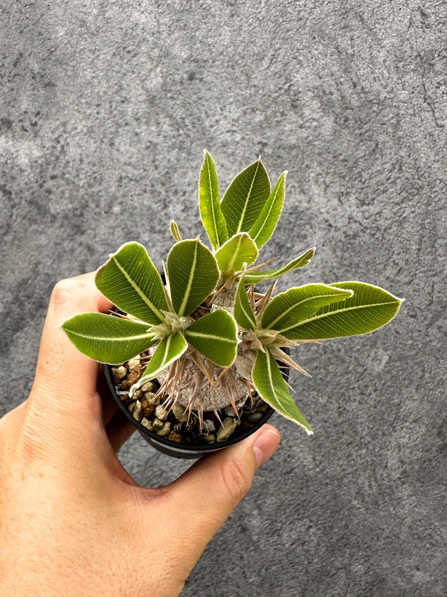 【現品限り】パキポディウム・デンシフローラム 長期実生【I2】 Pachypodium densiflorum