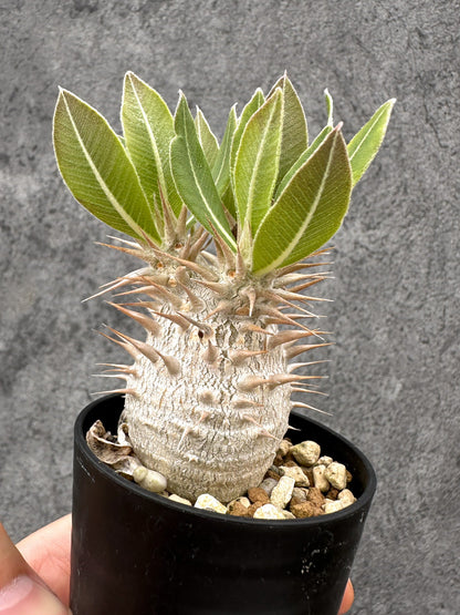 【現品限り】パキポディウム・デンシフローラム 長期実生【I2】 Pachypodium densiflorum