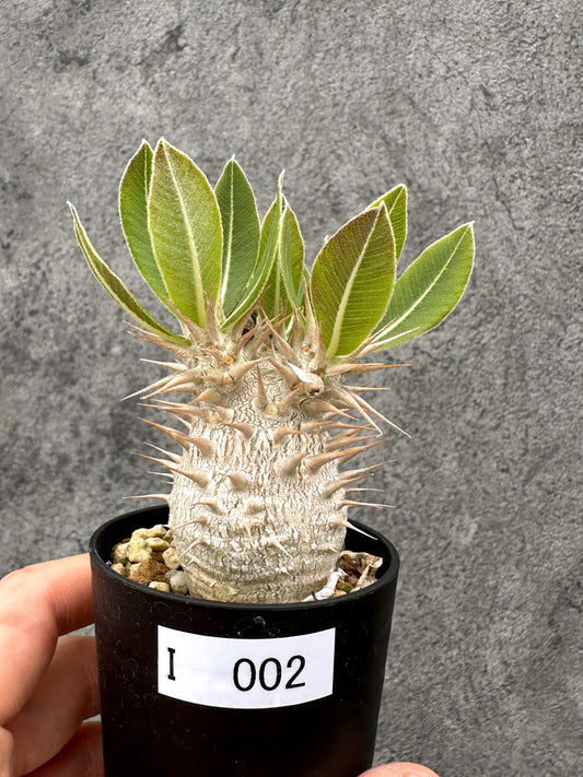 【現品限り】パキポディウム・デンシフローラム 長期実生【I2】 Pachypodium densiflorum