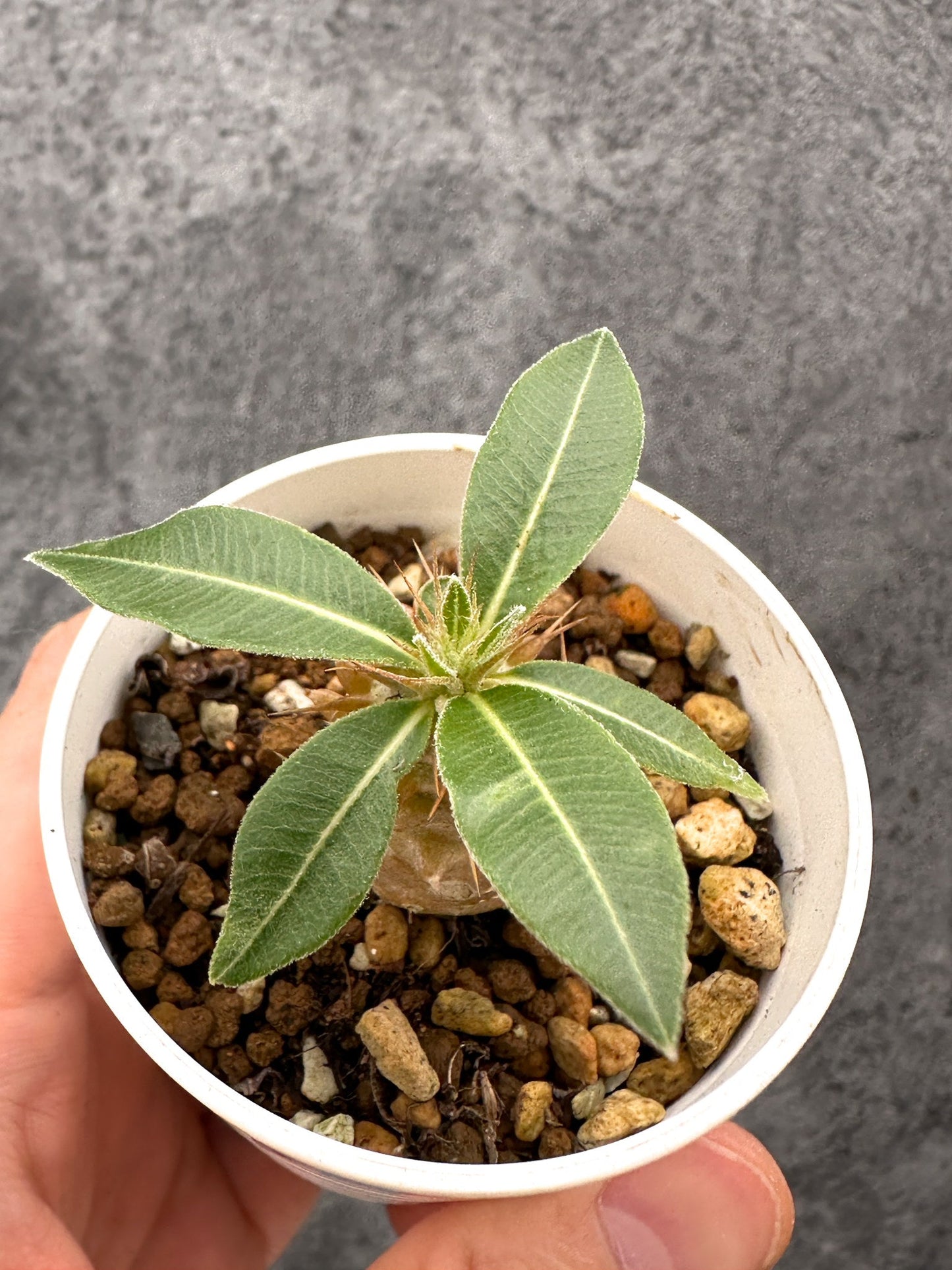 【現品限り】パキポディウム・マカイエンセ 実生【I30】 Pachypodium makayense