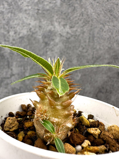 【現品限り】パキポディウム・マカイエンセ 実生【I30】 Pachypodium makayense